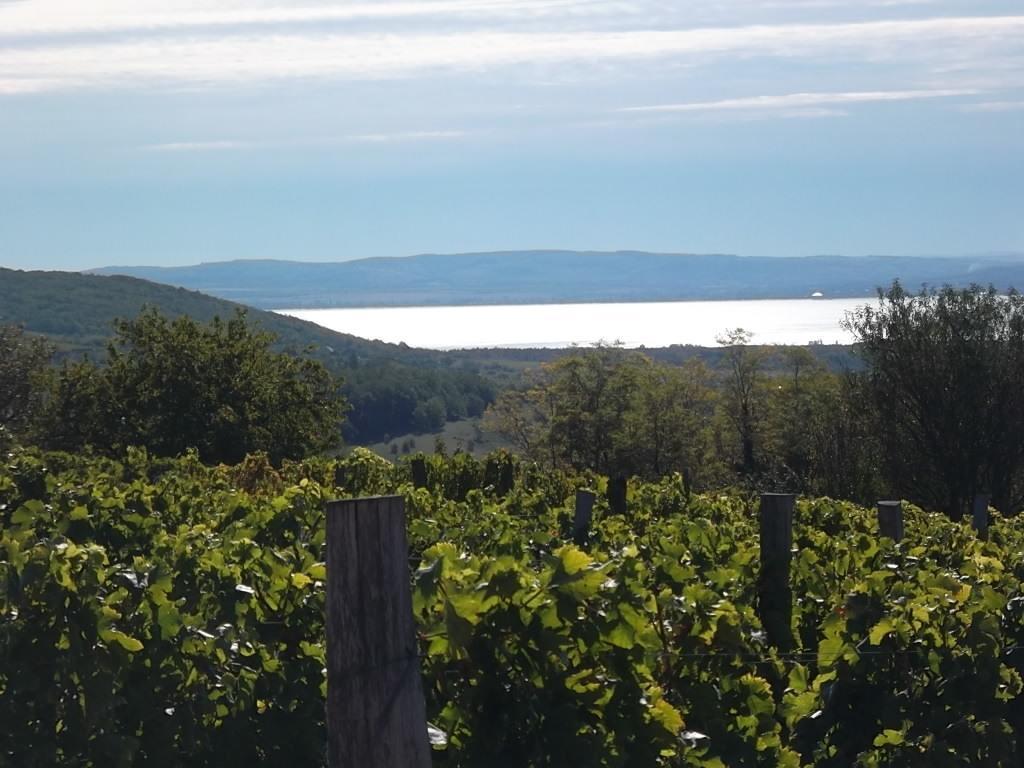 Juhfark Fogadó és Borház Balatoncsicso Esterno foto